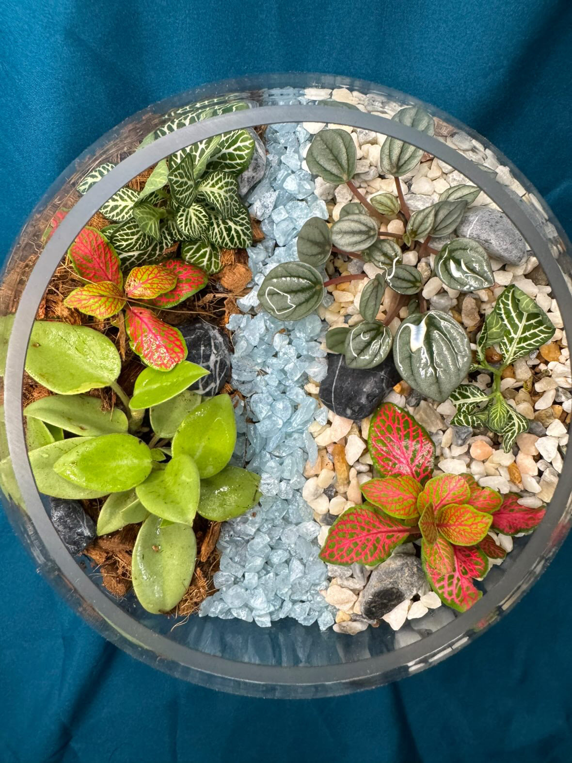 December 10th 7-9pm - Terrariums
