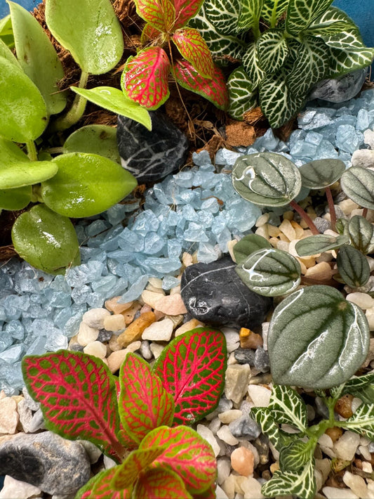 January 29th 7-9pm - Terrariums