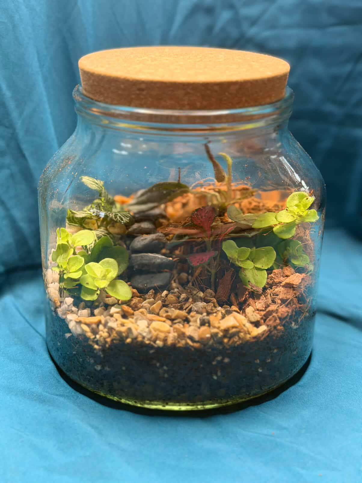 March 19th 7-8.30pm - Terrariums