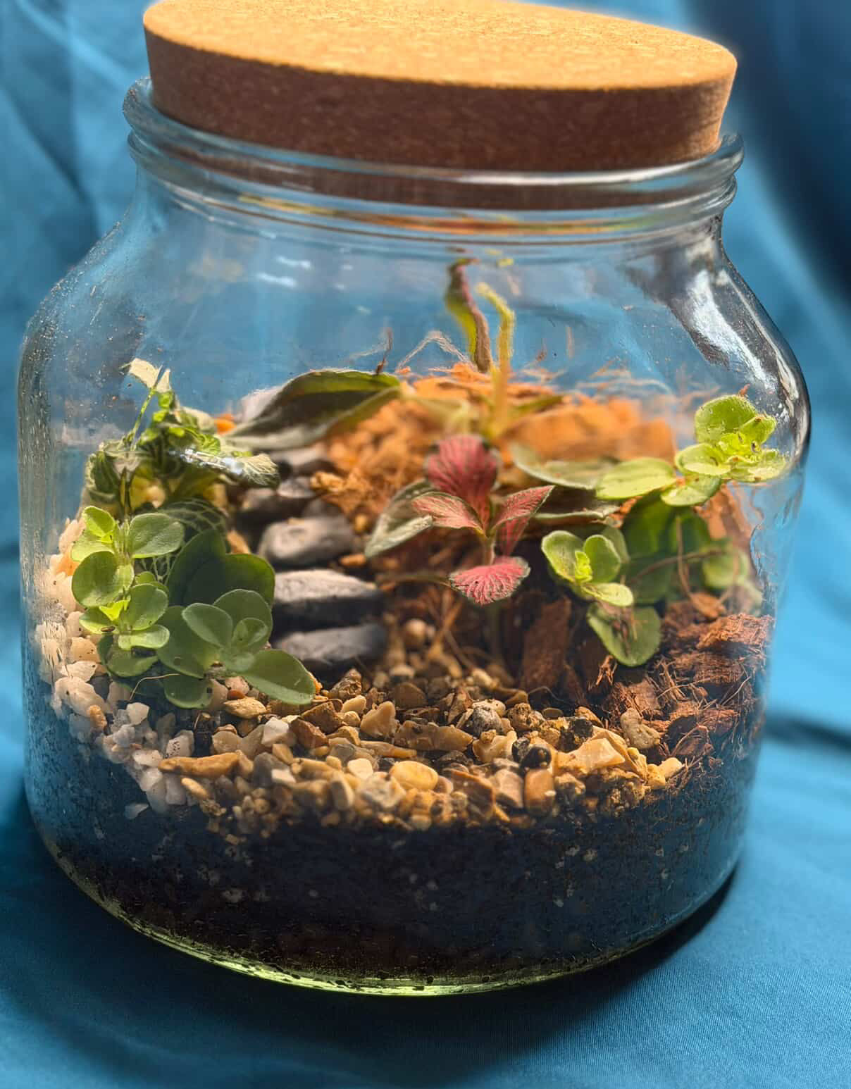 March 19th 7-8.30pm - Terrariums