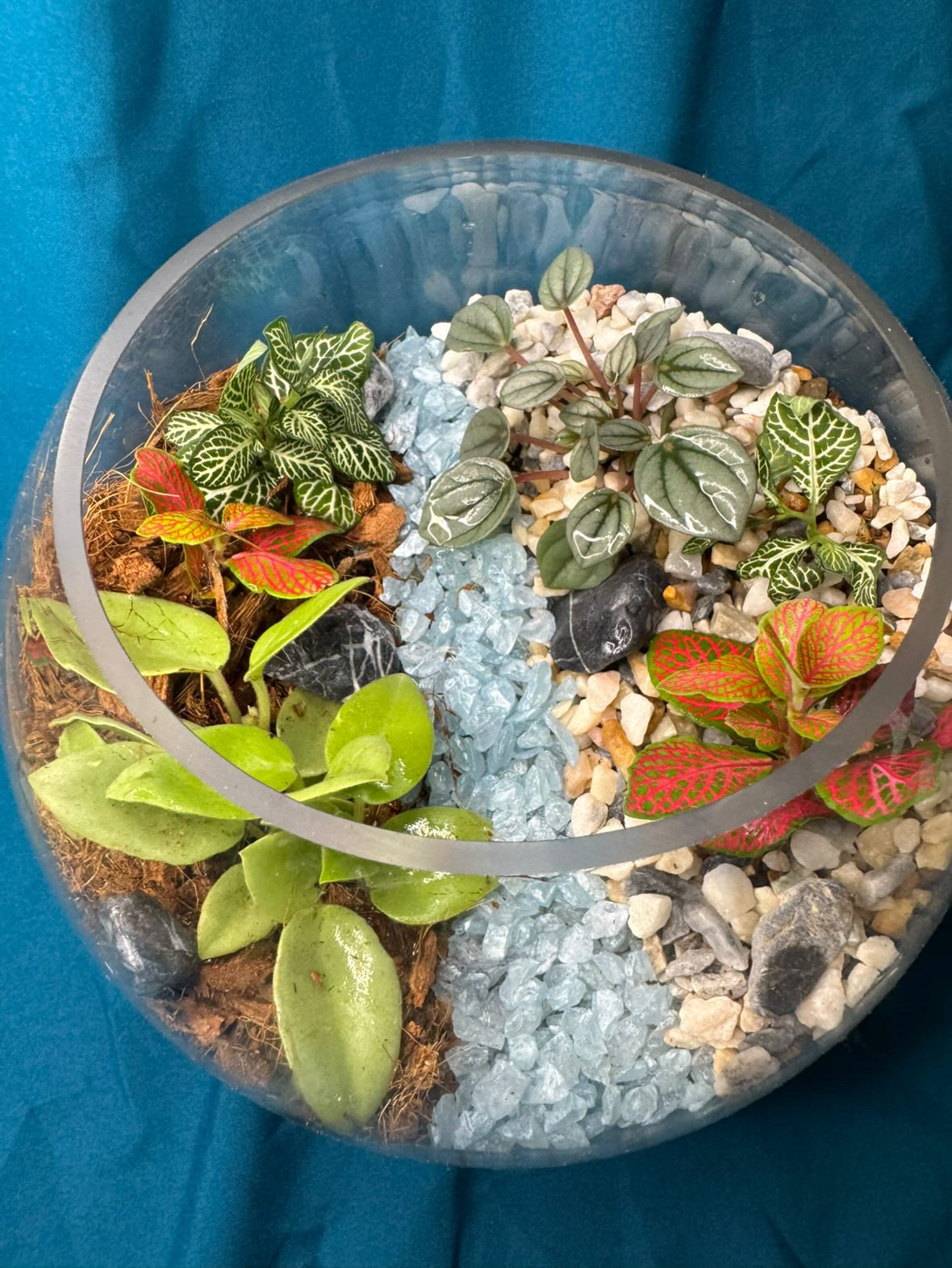 December 10th 7-9pm - Terrariums