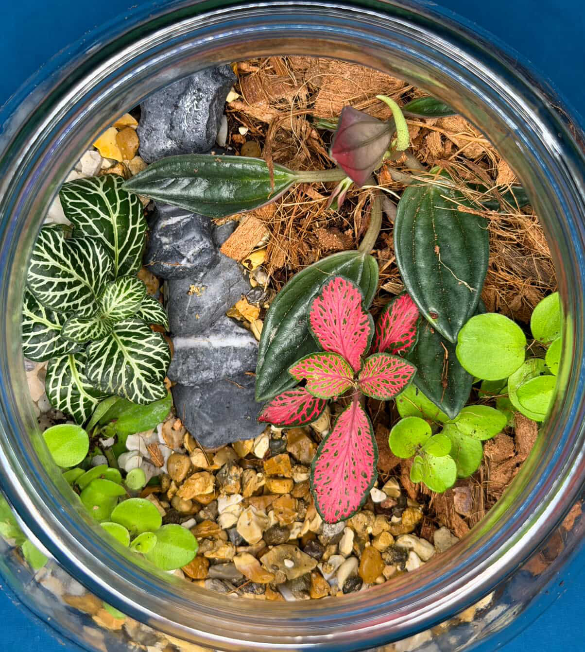 March 19th 7-8.30pm - Terrariums