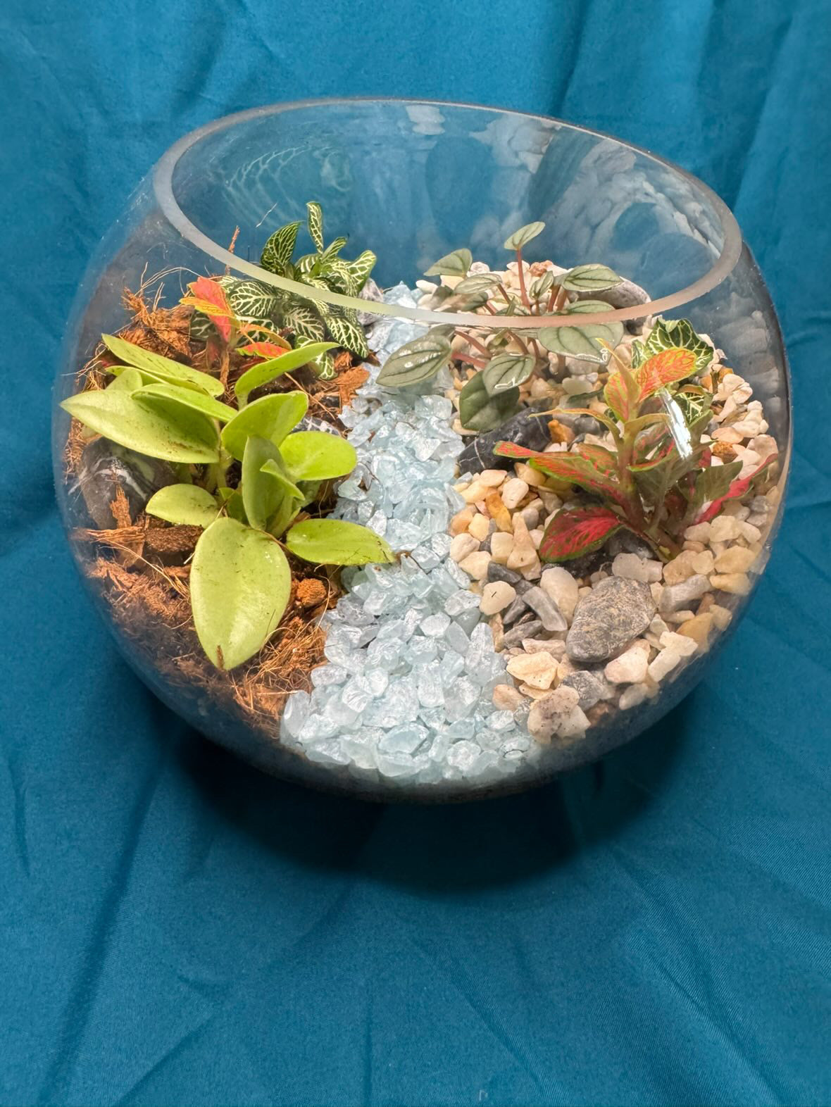 December 10th 7-9pm - Terrariums