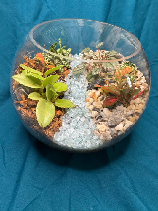December 10th 7-9pm - Terrariums