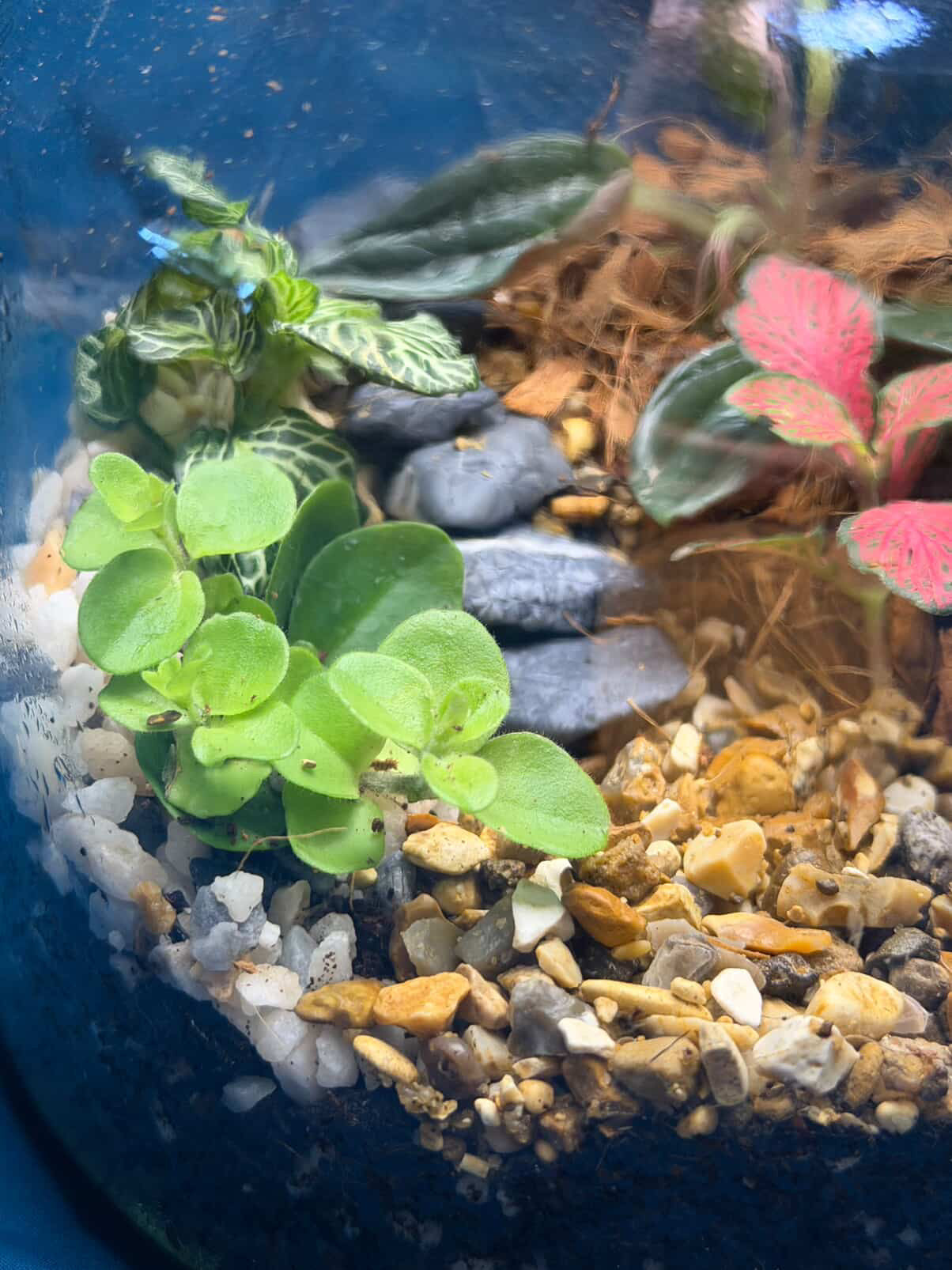 March 19th 7-8.30pm - Terrariums