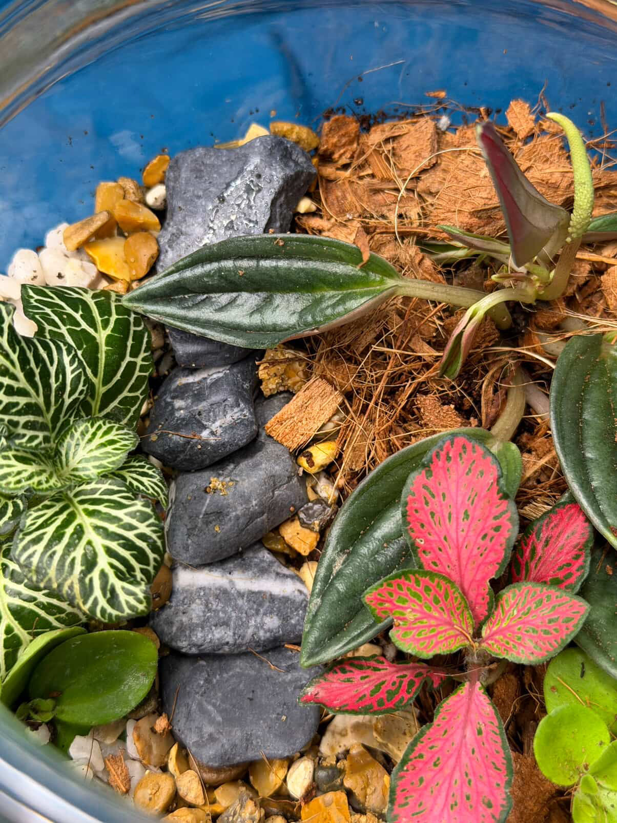 March 19th 7-8.30pm - Terrariums