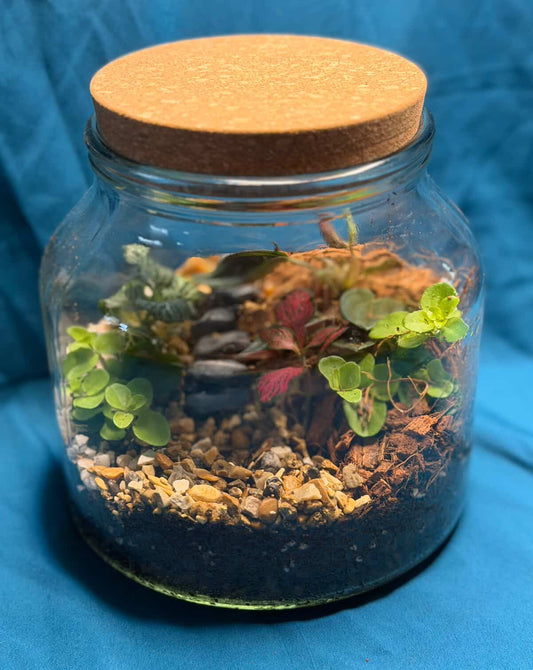 March 19th 7-8.30pm - Terrariums