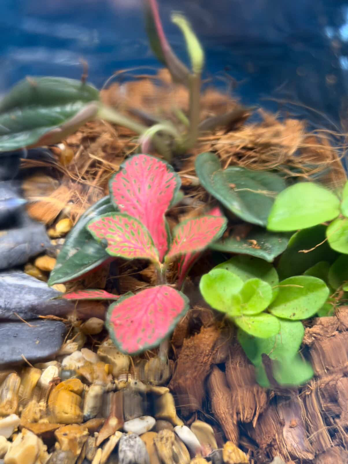 March 19th 7-8.30pm - Terrariums