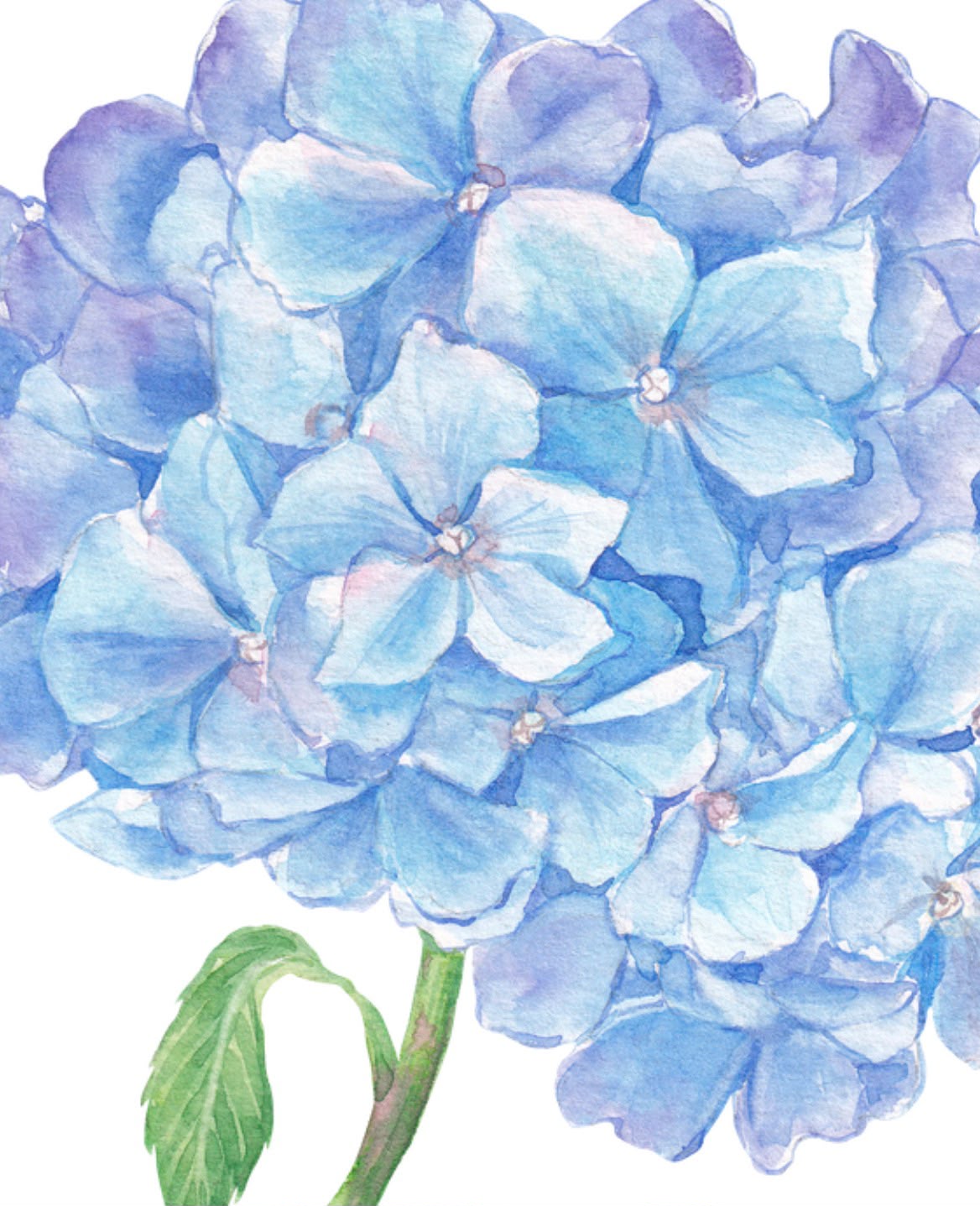 Beginners Watercolour Workshop | Hydrangeas | Sun 30th Aug | 10am-12pm