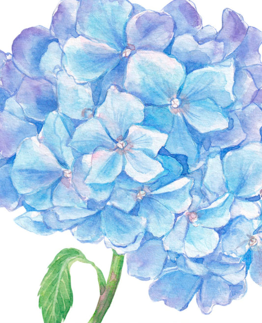 Beginners Watercolour Workshop | Hydrangeas | Sun 30th Aug | 10am-12pm